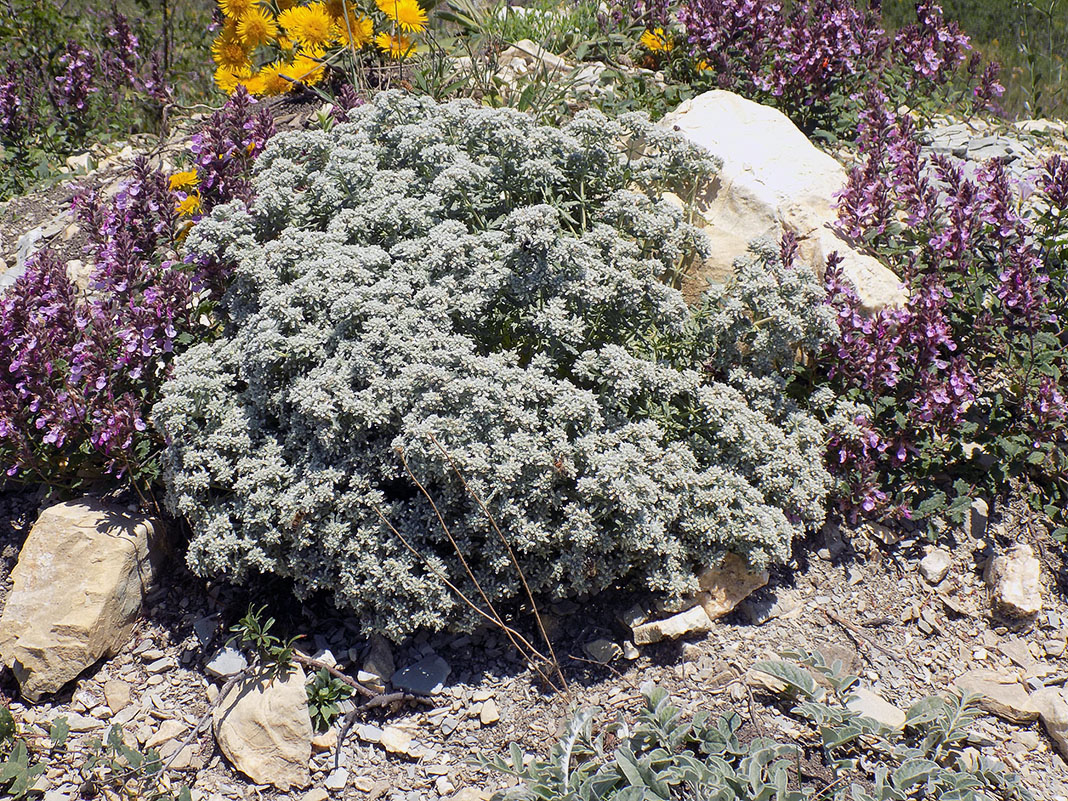 Image of Teucrium capitatum specimen.