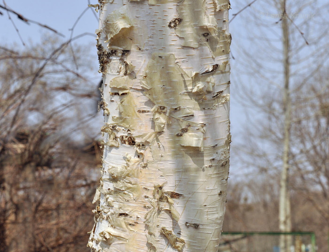 Изображение особи Betula platyphylla.