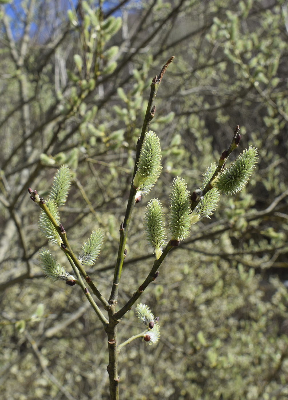 Image of Salix caprea specimen.