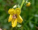 Verbascum virgatum. Цветок. Чили, обл. Valparaiso, провинция Isla de Pascua, г. Hanga Roa, высокий берег океана, сообщество травянистых растений. 08.03.2023.