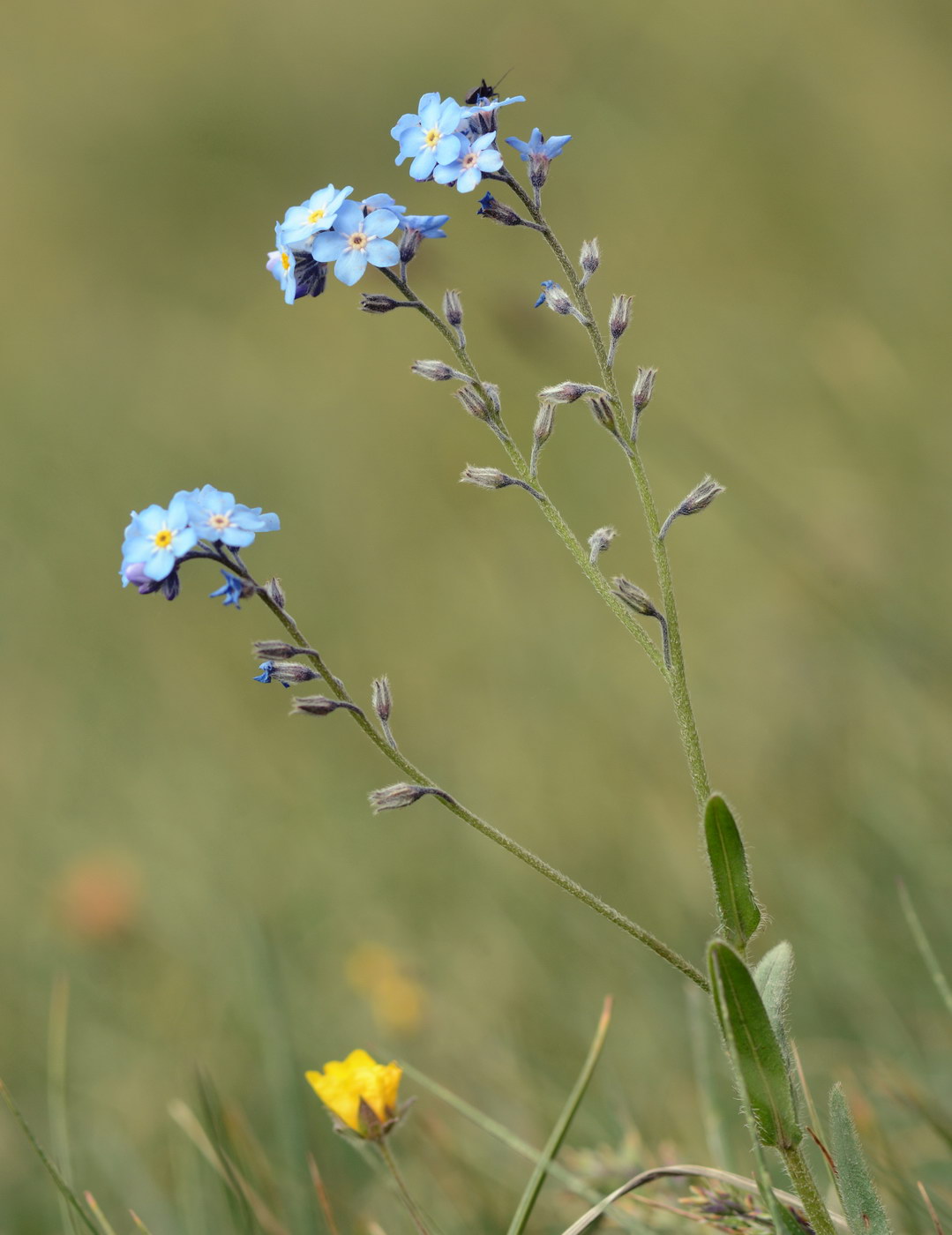 Изображение особи род Myosotis.