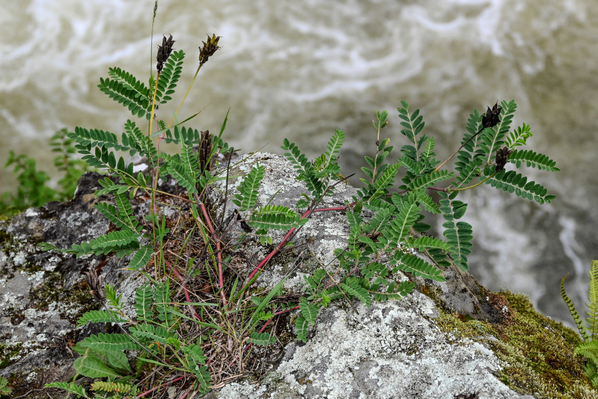 Изображение особи Astragalus schelichowii.