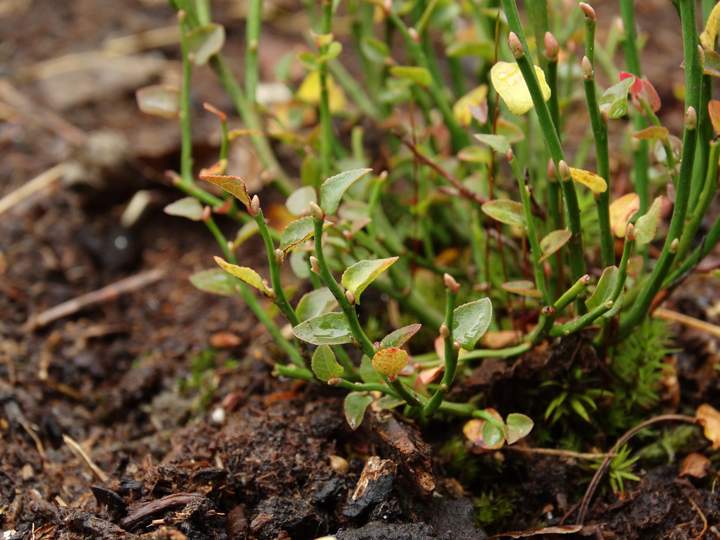 Изображение особи Vaccinium scoparium.