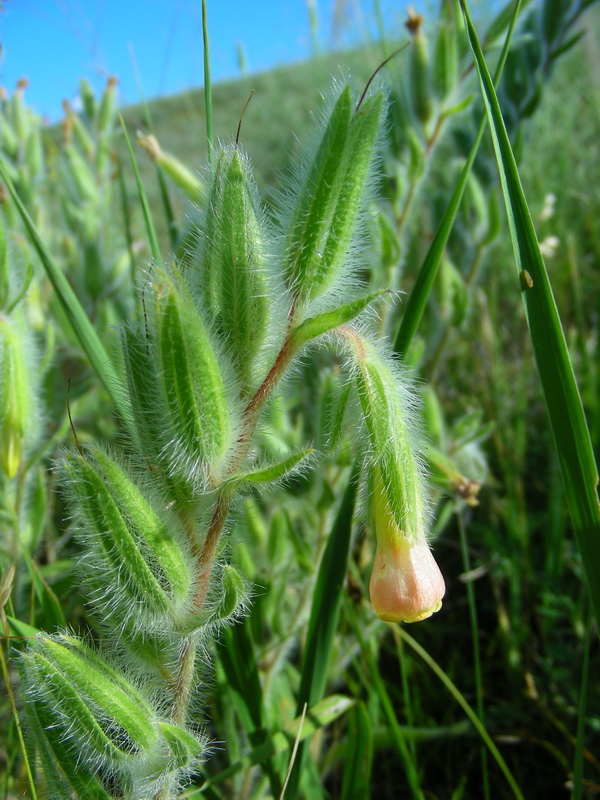 Image of Onosma dichroantha specimen.