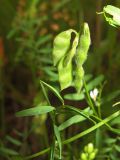 Vicia hirsuta