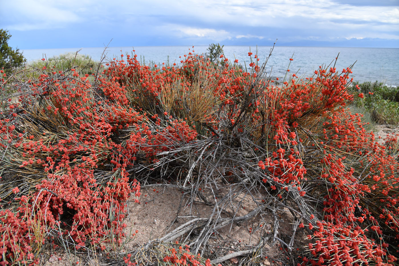 Image of Ephedra intermedia specimen.