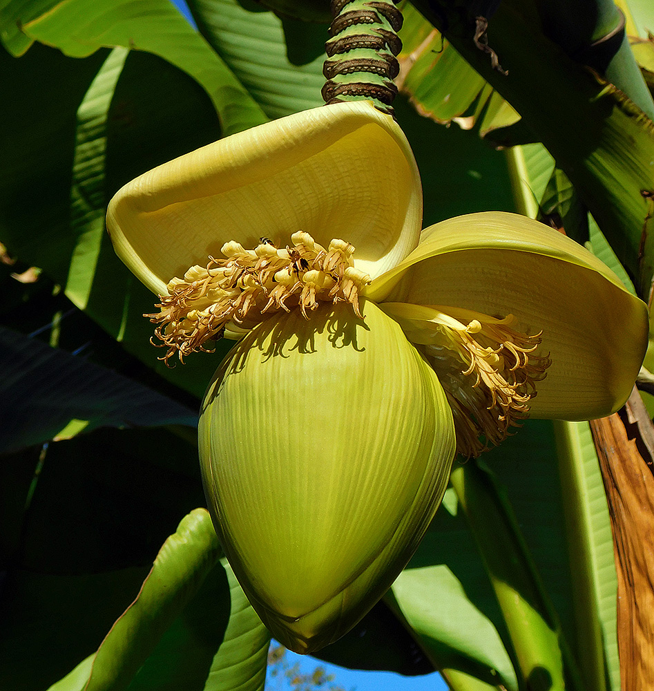 Image of Musa basjoo specimen.