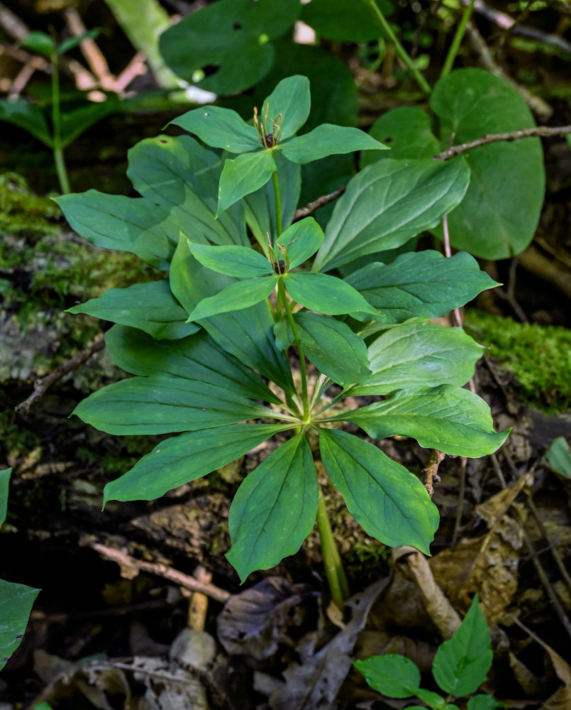 Image of Paris incompleta specimen.