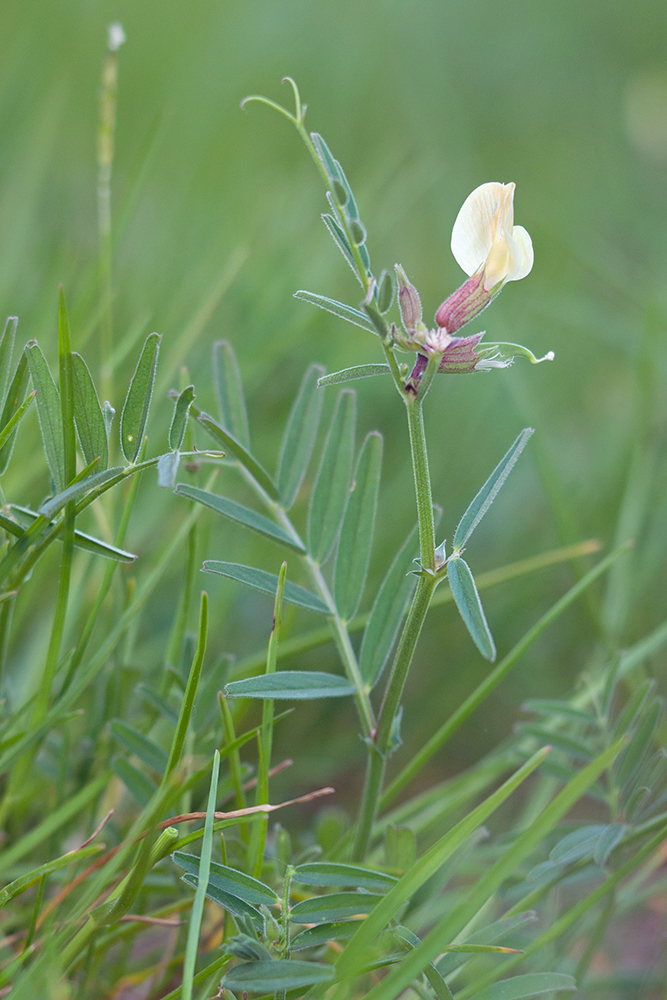 Image of Vicia biebersteinii specimen.