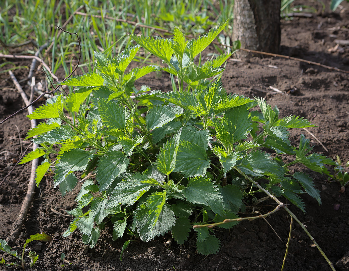 Изображение особи Urtica dioica.