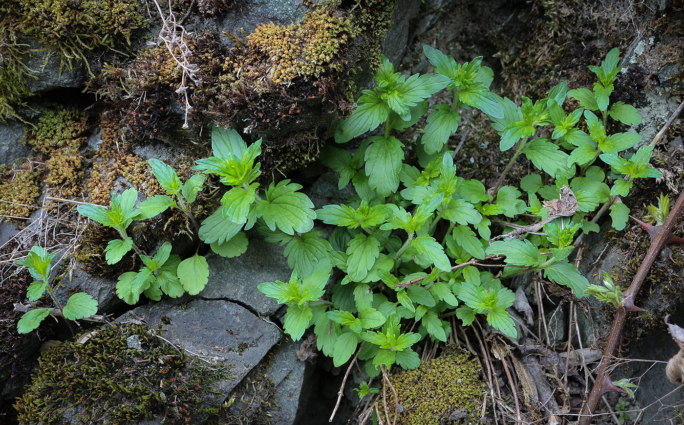 Image of Veronica peduncularis specimen.