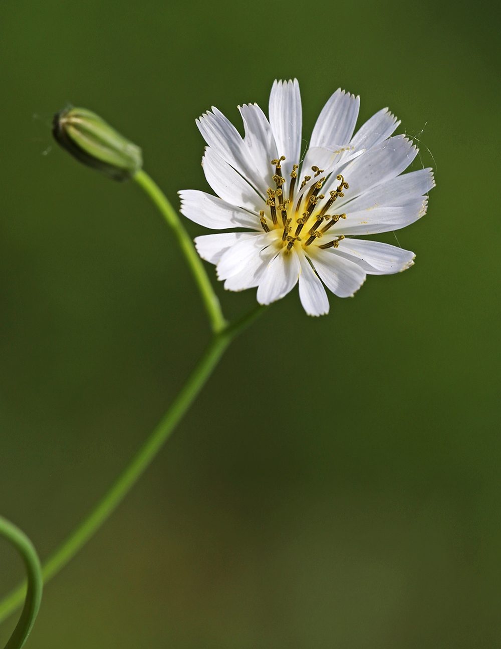 Image of Ixeridium gramineum specimen.