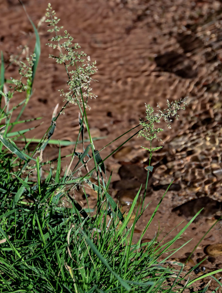 Image of familia Poaceae specimen.