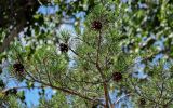 Pinus sylvestris. Верхушка ветви с раскрывшимися шишками. Оренбургская обл., Кувандыкский гор. округ, Карагай-Губерлинское ущелье, на скале. 04.07.2023.