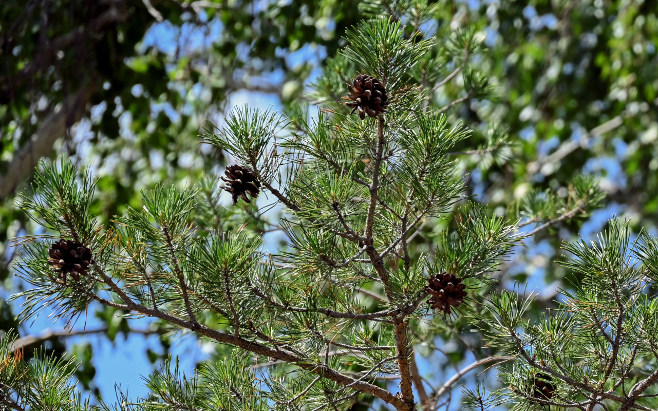 Изображение особи Pinus sylvestris.