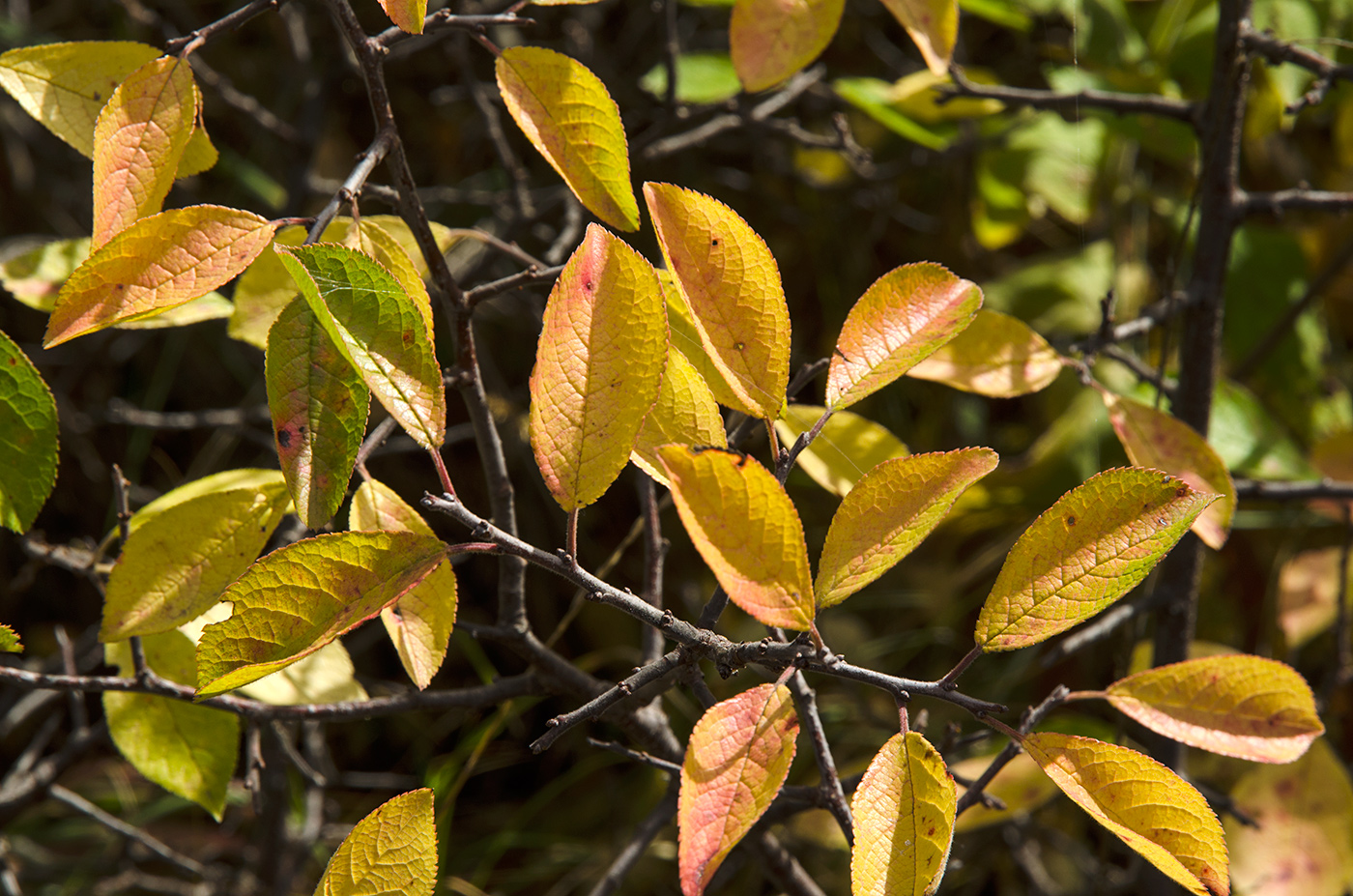 Изображение особи род Prunus.