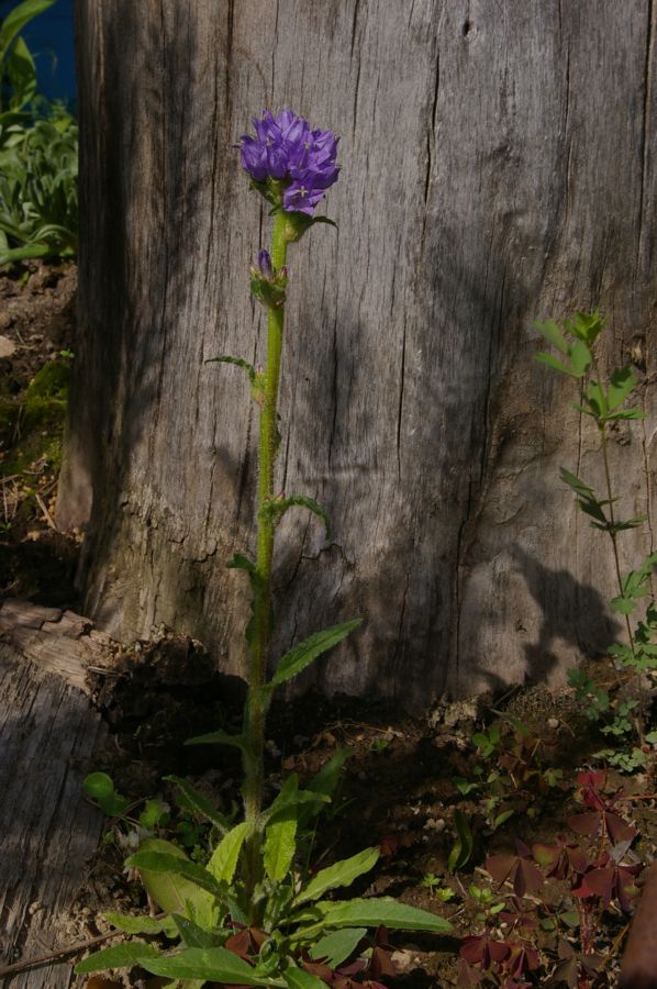 Image of Campanula cervicaria specimen.