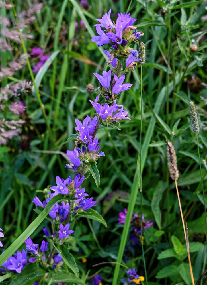 Image of Campanula glomerata specimen.