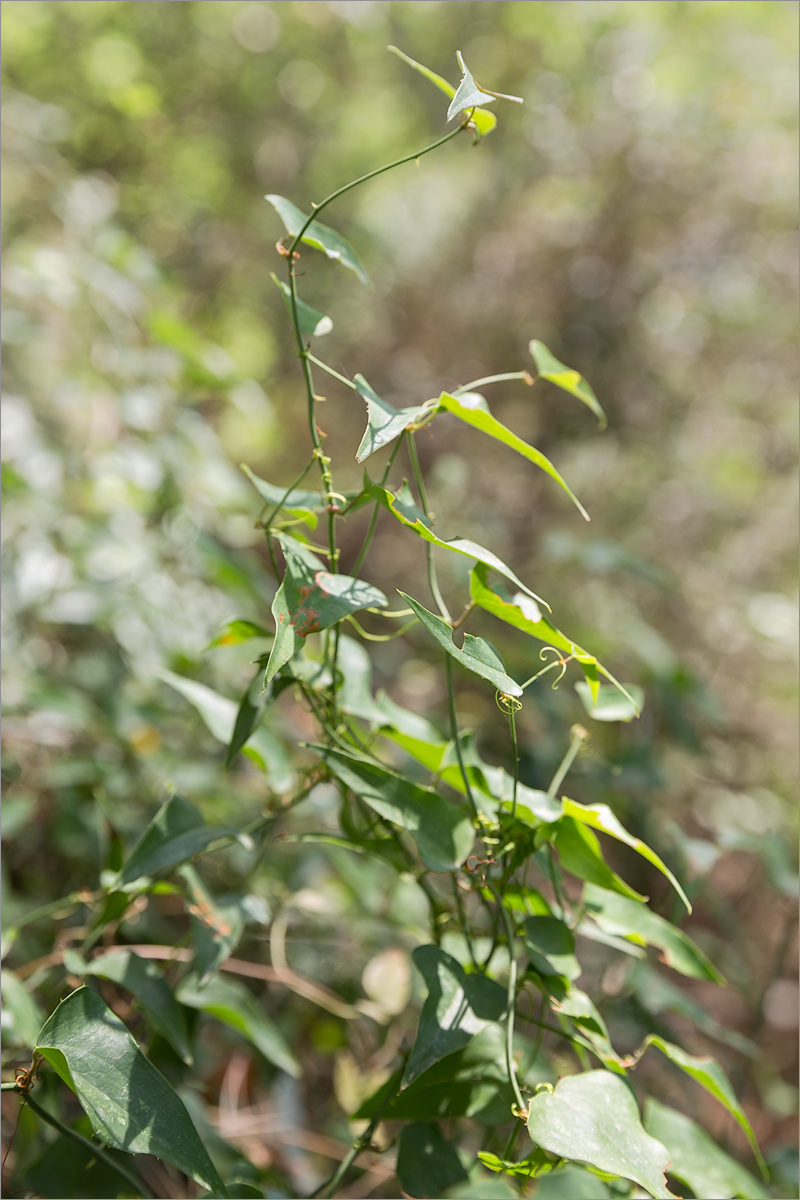 Image of Smilax aspera specimen.