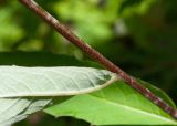 Saussurea pseudotilesii. Часть стебля и основание листа (видна абаксиальная поверхность). Камчатский край, Елизовский р-н, опушка каменноберезового леса вдоль тропы к оз. Тахколоч. 04.08.2024.