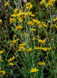 Hieracium umbellatum. Верхушки побегов с соцветиями. Московская обл., Волоколамский гор. округ, долина р. Каменка, опушка смешанного леса. 17.08.2024.