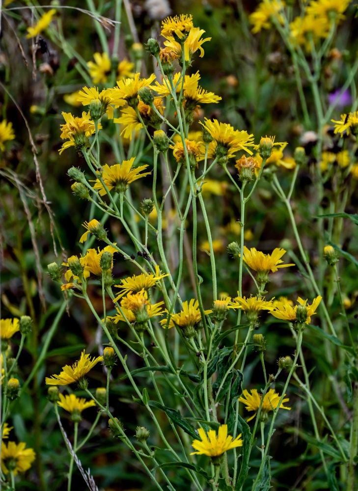 Image of Hieracium umbellatum specimen.