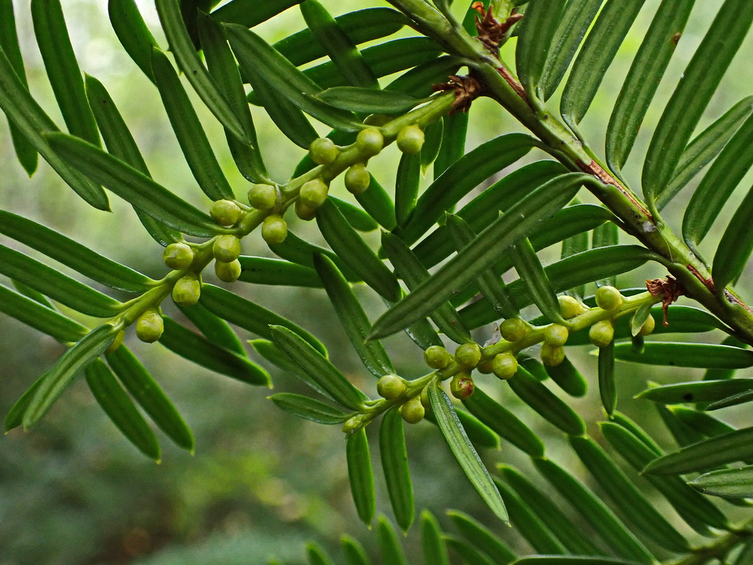 Image of Taxus cuspidata specimen.