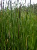 Typha angustifolia