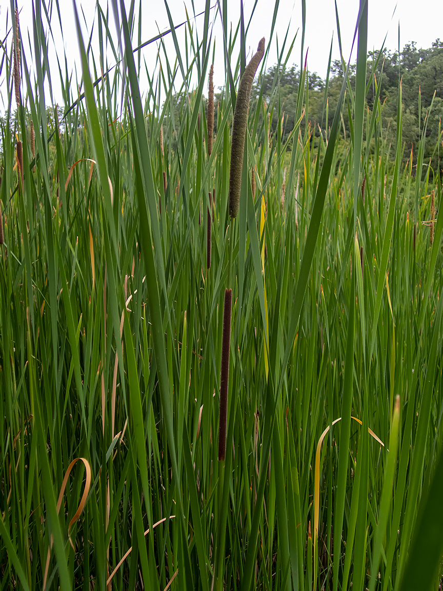 Изображение особи Typha angustifolia.