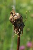 Scorzonera humilis. Нераскрывшееся соплодие. Ленинградская обл., Волосовский р-н, окр. дер. Донцо, замшелый суходольный злаково-разнотравный луг на карбонатной почве. 22.06.2024.