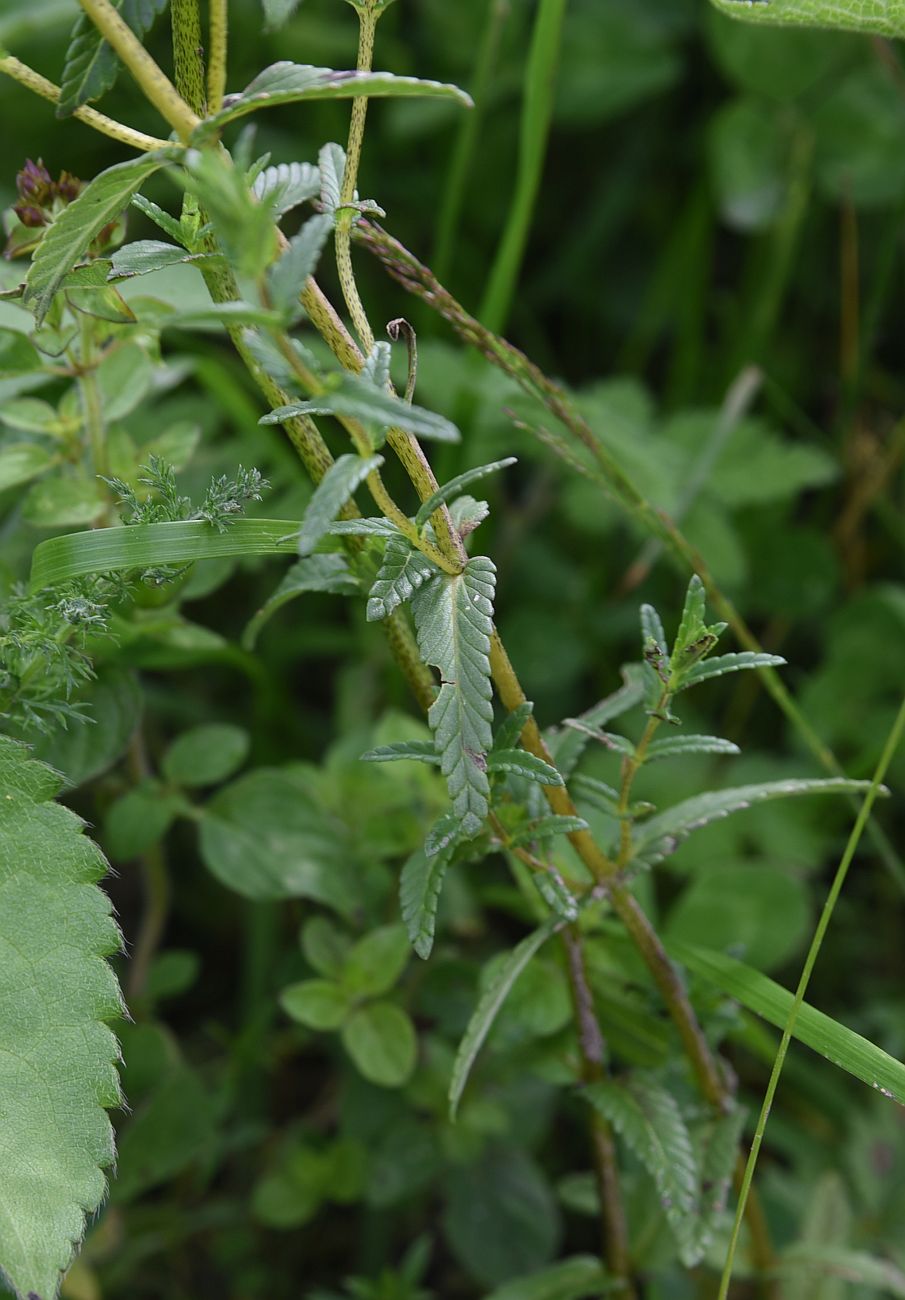 Изображение особи Rhinanthus vernalis.