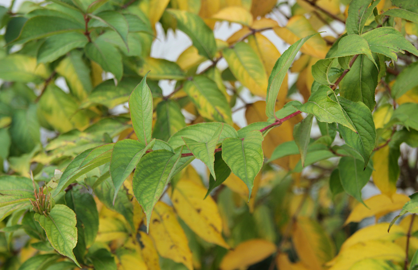 Image of Weigela florida specimen.