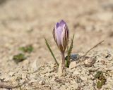 Crocus reticulatus. Цветущее растение на мергелевой крошке. Краснодарский край, Крымский р-н, окр. станицы Неберджаевская, дол. р. Липки, пушистодубово-грабинниковый лес, скальное обнажение на месте старого зарастающего мергелевого карьера. 13.02.2025.