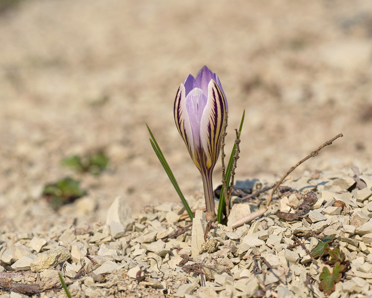 Изображение особи Crocus reticulatus.