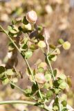 Atriplex aucheri