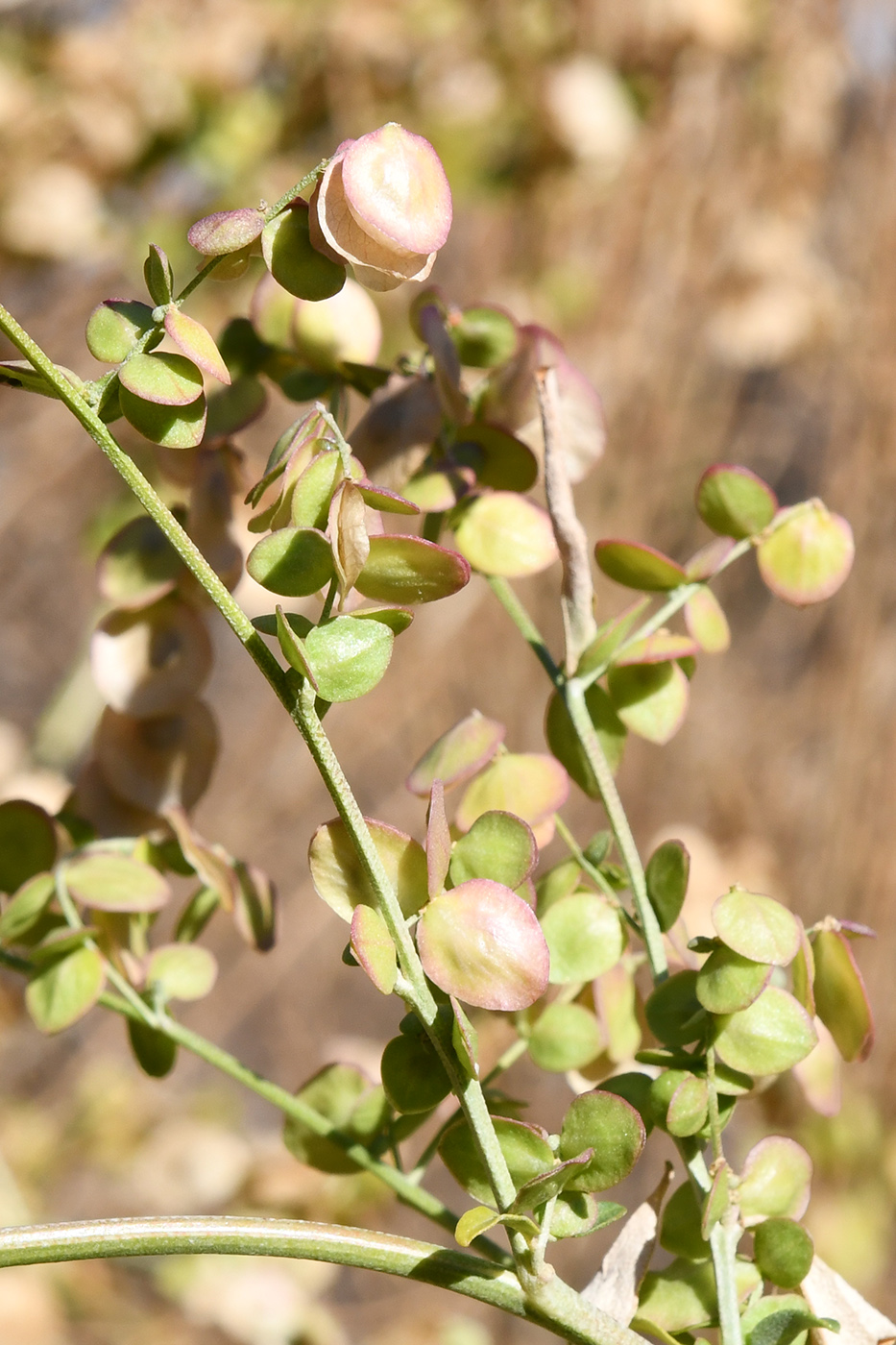 Изображение особи Atriplex aucheri.