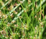 Juncus articulatus. Соцветия. Московская обл., Одинцовский р-н, г. Кубинка, болотистая низина опушке леса. 25.06.2022.