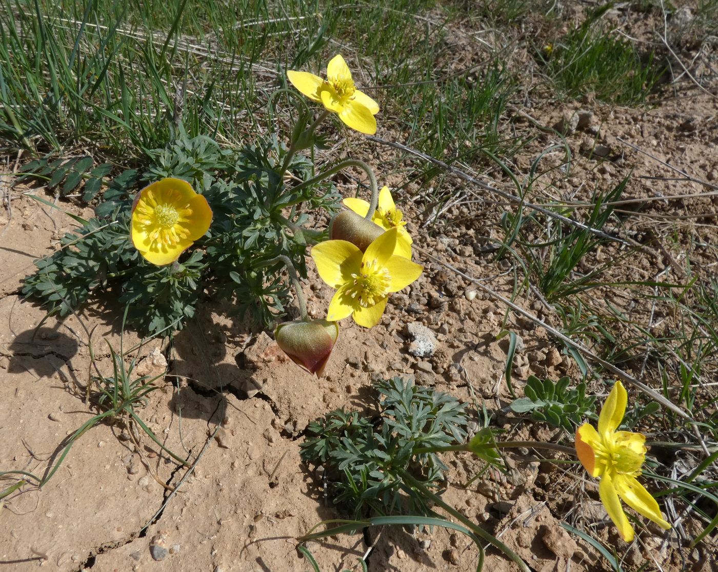 Image of Anemone gortschakowii specimen.