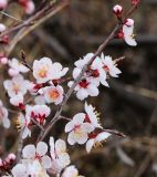 View full-size image Armeniaca sibirica