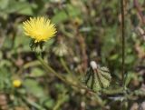 Смотреть изображение Urospermum picroides
