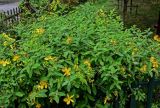 Смотреть изображение Hypericum monogynum