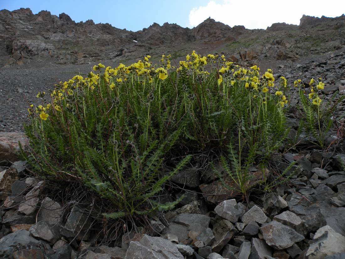 Image of Biebersteinia odora specimen.