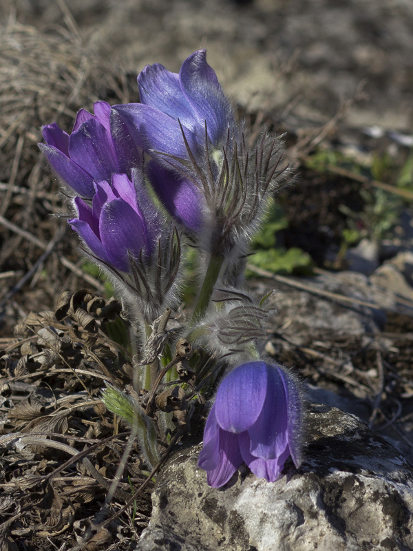 Image of Pulsatilla patens specimen.