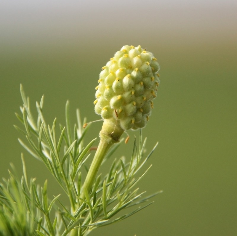 Изображение особи Adonis vernalis.