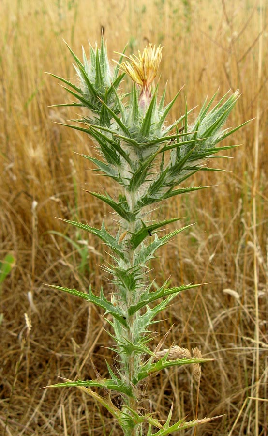 Изображение особи Carthamus lanatus.