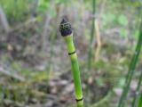 Equisetum hyemale