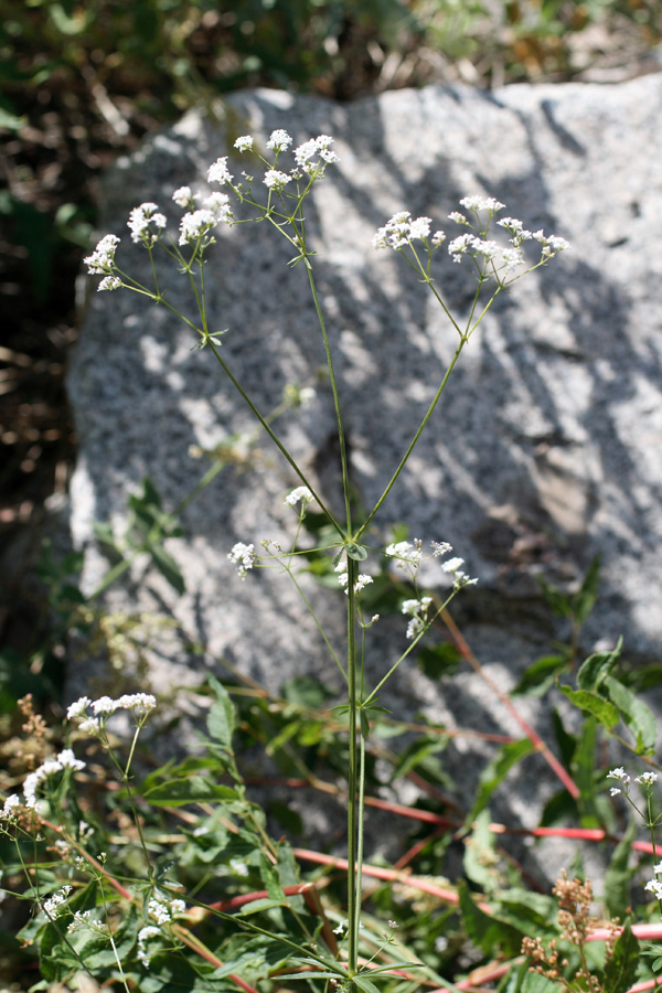 Image of Galium pseudorivale specimen.