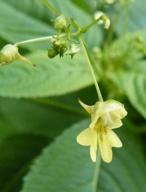 Image of Impatiens parviflora specimen.