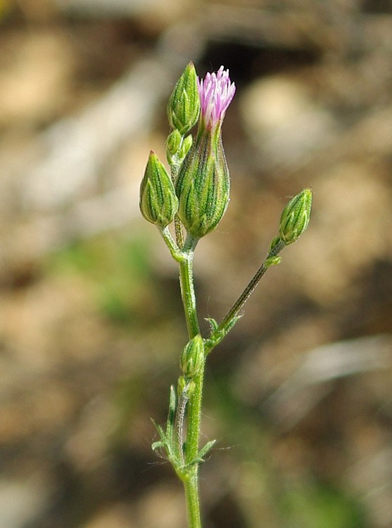 Изображение особи Crupina vulgaris.