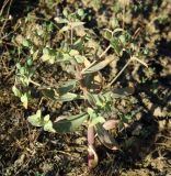 Euphorbia rapulum. Плодоносящее растение. Казахстан, Алматинская обл., Куртинское водохранилище. 13.05.2011.